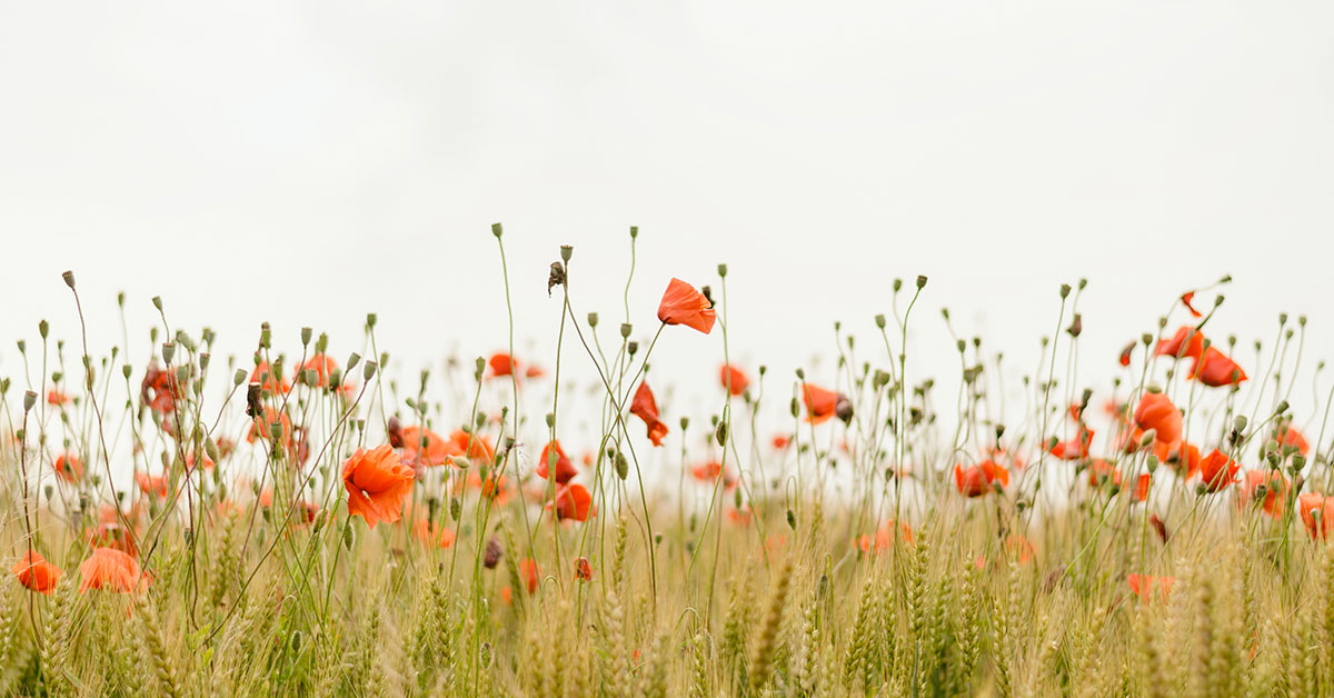 Dis al deur Jan F.E. Celliers